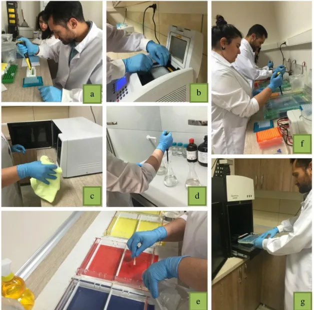 Şekil 3.10. PCR ve Agaroz Jel Hazırlanması. a) PCR ön hazırlık işlemi, b)Hazırlanan  PCR ürünün Thermal Cycler Cihazına yerleştirilerek reaksiyon kurulması,  c) Agaroz Jelin Mikrodalga Fırında Kaynatılması, d) Jel İçerisine Ethidium  Bromide Eklenmesi, e) 