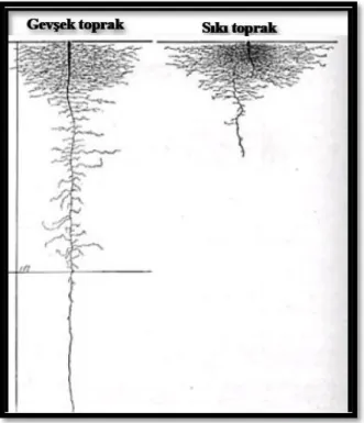 Şekil 2.1. Gevşek ve sıkı toprak şartlarındaki marul kökleri 