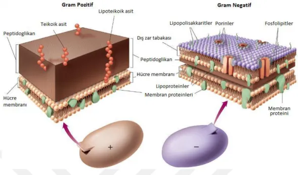 Şekil 2.8. Gram pozitif ve gram negatif bakterilerin hücre duvarları şematik gösterimi         (Aryal 2016) 
