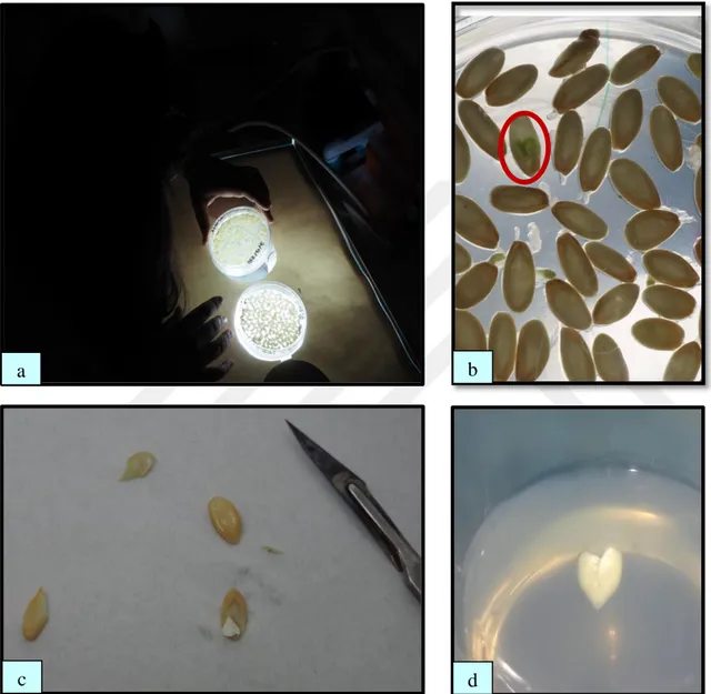 Şekil  3.7.  a)  Embriyoların  ışıkta  tespiti,  b)  Embriyo  tespit  edilen  tohumların  işaretlenmesi, c) Embriyoların çıkarılması, d) Kalp aşamasına gelen embriyo 