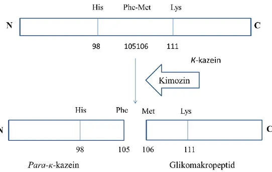 Şekil 2.1. Kimozinin sütün к-kazein moleküllerini etkisinin şematik anlatımı 