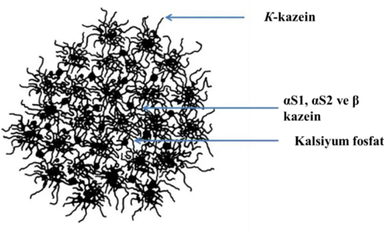 Şekil 2.4. Kazeinin misel yapısının şematik gösterimi (Gaucheron 2005) 