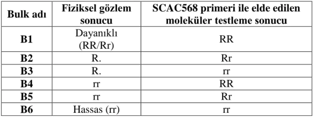Çizelge 3.4. SRAP ve SSR markır sistemlerinde kullanılan DNA bulkları 