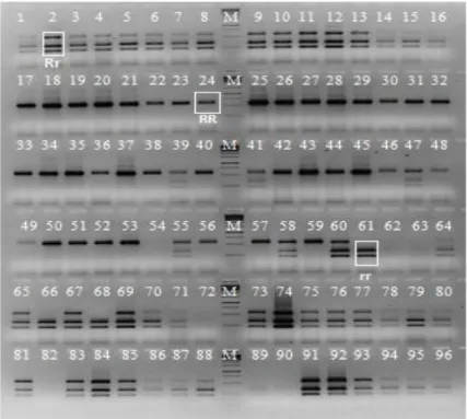 Şekil 4.3. 96 adet genotipin PCR ürünlerinin TaqI enzimi ile kesim ürünlerinin agaroz  jel görüntüsü, M: 1 kb DNA leader  