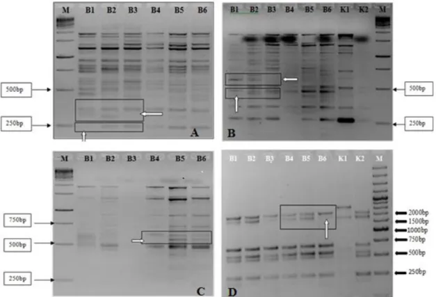 Şekil 4.4. Polimorfik SCAC568-SRAP kombinasyonlarının DNA bulklarına ait agaroz    jel görüntüleri, M: 1kb DNA leader