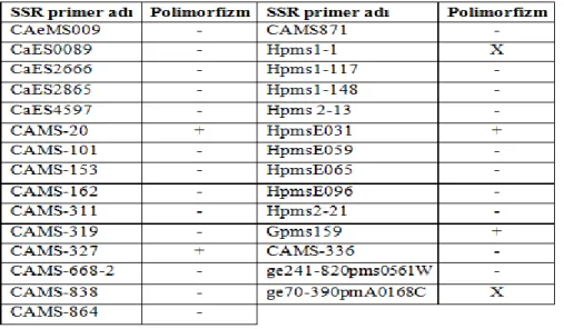 Çizelge 4.2. Çalışmada kullanılan SSR primerleri ve PCR sonuçları 