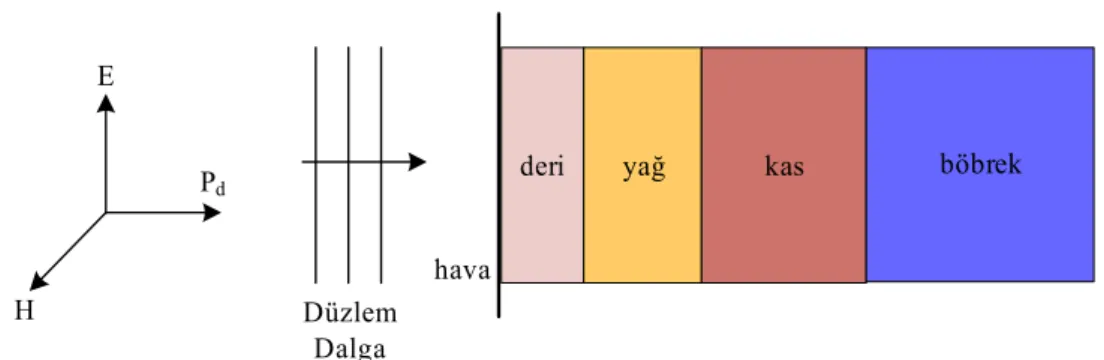 Şekil 3.2. Çok katmanlı doku modeli 