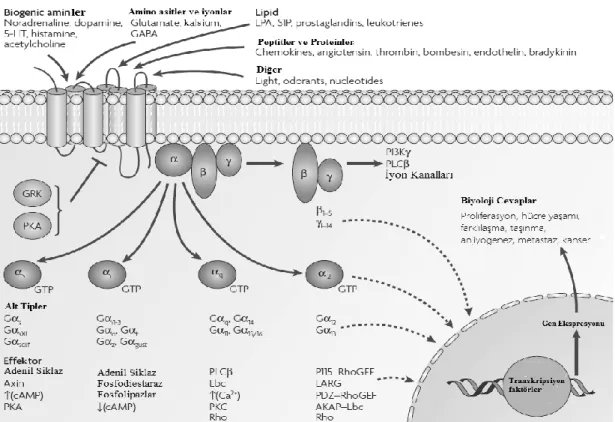 ġekil  2.5.  G  Proteinler  ve  alt  birimleri  ile  etki  mekanizması  (Dorsam  and  Gutkind,  2007)