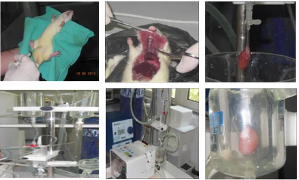 ġekil  3.3.  Sıçan  kalbi  izolasyonunun  temel  basamakları.  Sıçanlar  anestezi  verilerek  bayıltıldıktan  sonra  göğüs  kafesi  hızlı  bir  Ģekilde  açılarak  kalp  alınmıĢtır