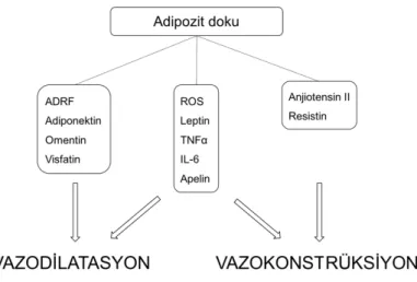 Şekil 2.3: Adipoz doku tarafından üretilen adipokinlerin damar tonusu üzerindeki etkileri 