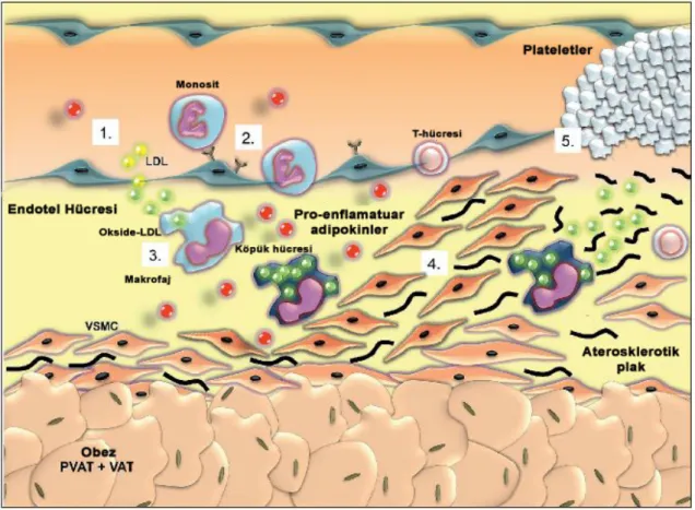 Şekil 2.6: Ateroskleroz ve tromboz süreci ve adipokinlerin bu süreçteki rolü 