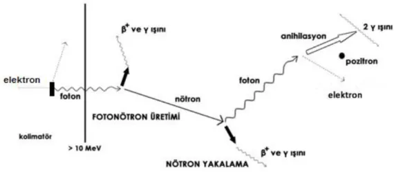 Şekil 2.21. Lineer hızlandırıcıda foton etkileşme mekanizmaları ve ikincil parçacıklar (NCRP, 2005) 