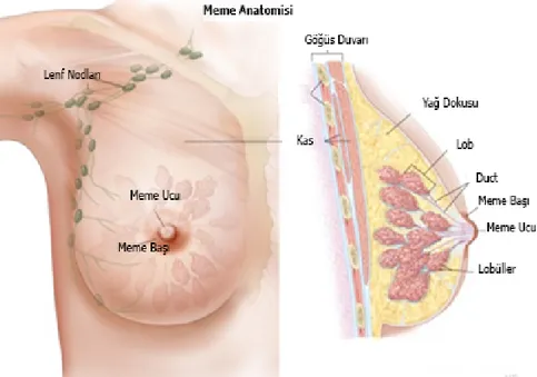 Şekil 2: Meme Anatomisi