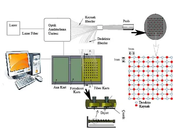 Şekil 7: Difüz optik tomografi sistemi ve kaynak, detektör fiberlerin prob üzerindeki yerleşimi 