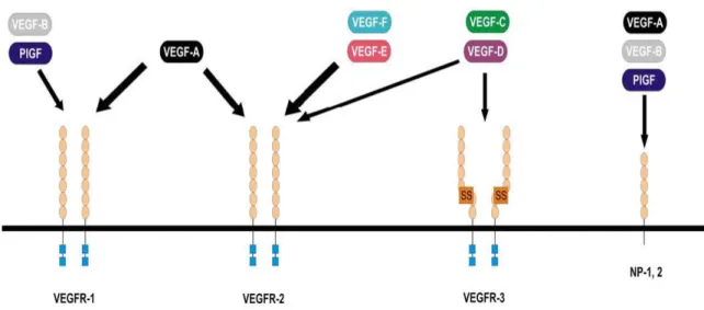 Şekil 2. 1. VEGF izoformları ve reseptörleri [48].  