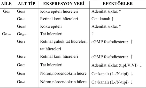 Tablo 2. 1. Memeli G proteini α-alt birimleri 