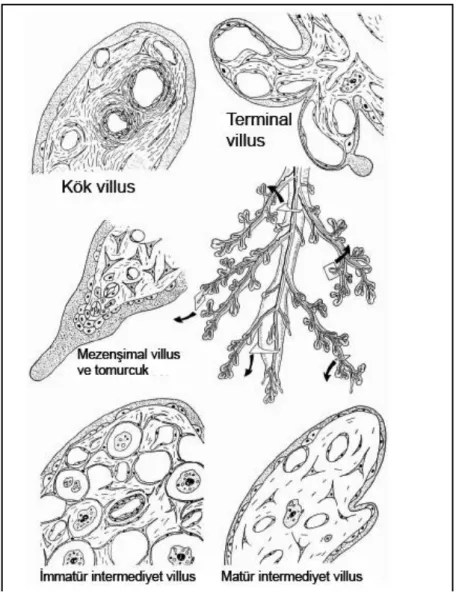 Şekil 2.2.1.   Plasental villus ağacında farklı villus tiplerinin şematik olarak çizimi [23]