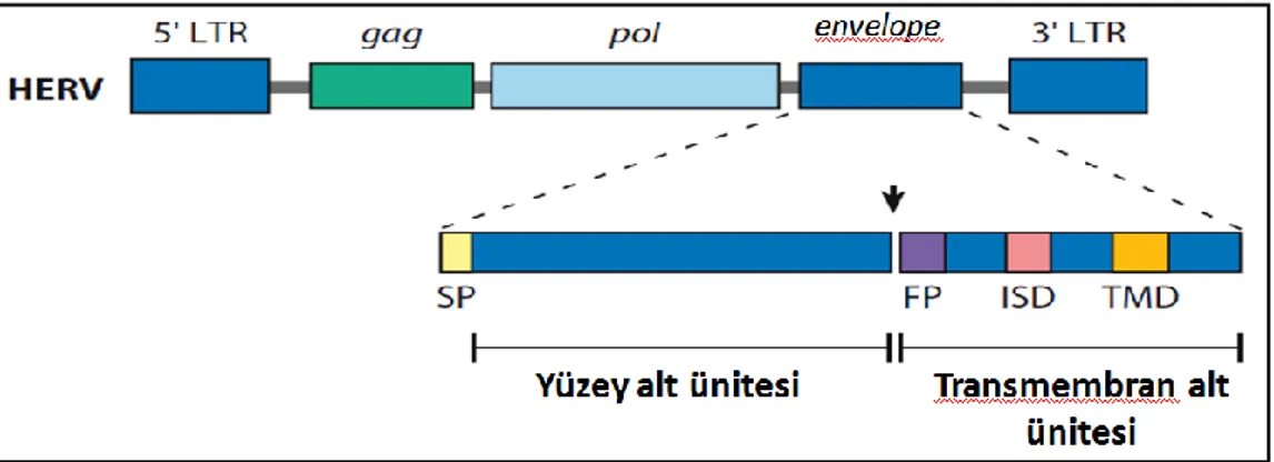 Şekil  2.4.1.1.  Syncytin  gen  yapısı.  5‟  ve  3‟  uzun  terminal  dizilerinden  (tekrarlarından:  LGR)  oluşmaktadır