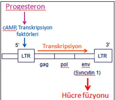 Şekil 2.4.2.2. Syncytin 1 proteninin füzyojenik ve füzyojenik olmayan etkisi [73]. 