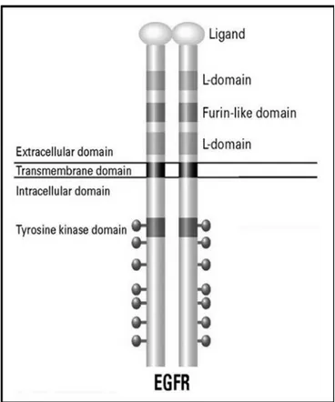 ġekil 2.3. EGF reseptörünün şematik olarak gösterimi. 