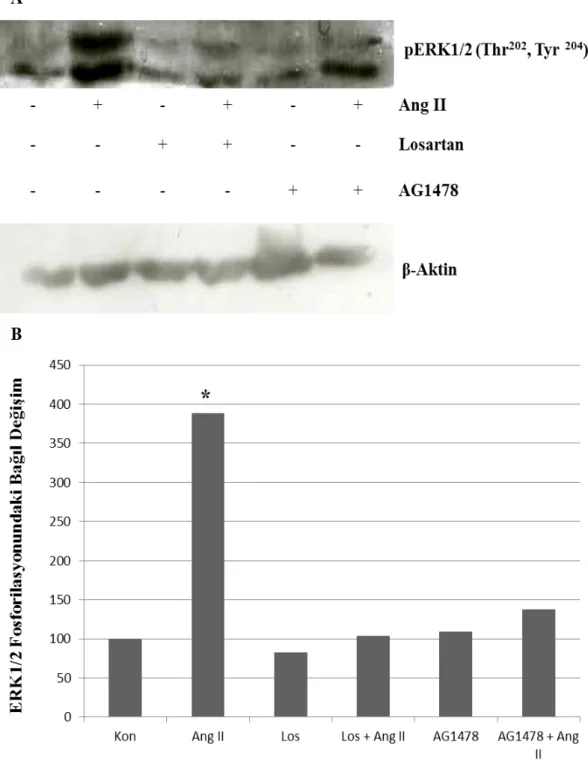 ġekil  4.1.  Ang  II’nin  ERK1/2  fosforilasyonu  üzerindeki  etkisinde  AT1R  ve  EGFR’ın  Rolü