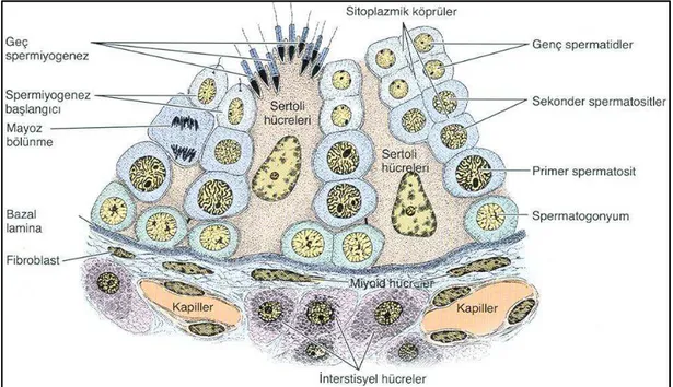 Şekil 2.4.   Seminifer  tübül  ve  intertübüler  alanın  şematik  görüntüsü.  Seminifer  tübül,  spermatogenezin  farklı  aşamasındaki  spermatogenik  hücreleri  (spermatogonyumlar,  spermatositler,  yuvarlak  spermatidler  ve  uzayan/uzamış  spermatidler)