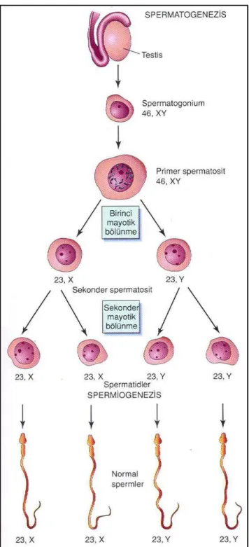 Şekil 2.7.   Spermatogenez  sürecinde  kromozomal  düzenlenim.  Testiste,  seminifer  tübüllerin  bazal  bölgesinde  bulunan  spermatogonyalar  primer  spermatositlere  farklanmaktadır
