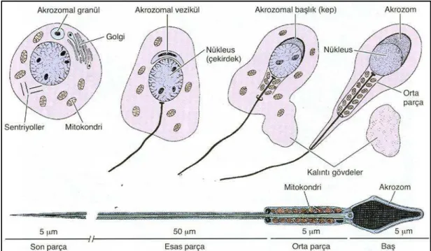 Şekil 2.8.   Spermiyogenezin aşamaları ve olgun spermin yapısı. Spermiyogenez golgi fazı,   akrozomal  ve  olgunlaşma  evrelerinden  oluşmaktadır