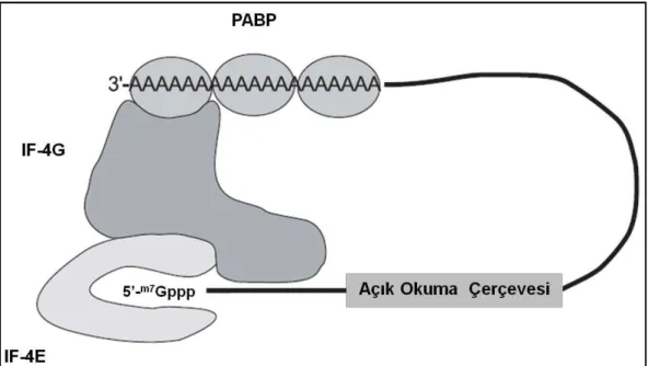 Şekil  2.13.  Translasyona  hazır  mRNA  yapısı.  mRNA’nın  3’  poli(A)    kuyruğuna  PABP  proteinleri  bağlanmaktadır