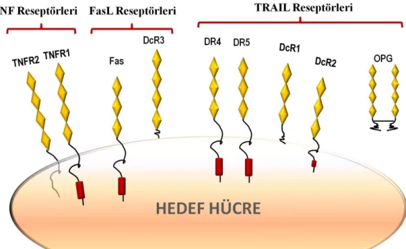 ġekil 2.3. Ölümcül Ligand Reseptörleri 