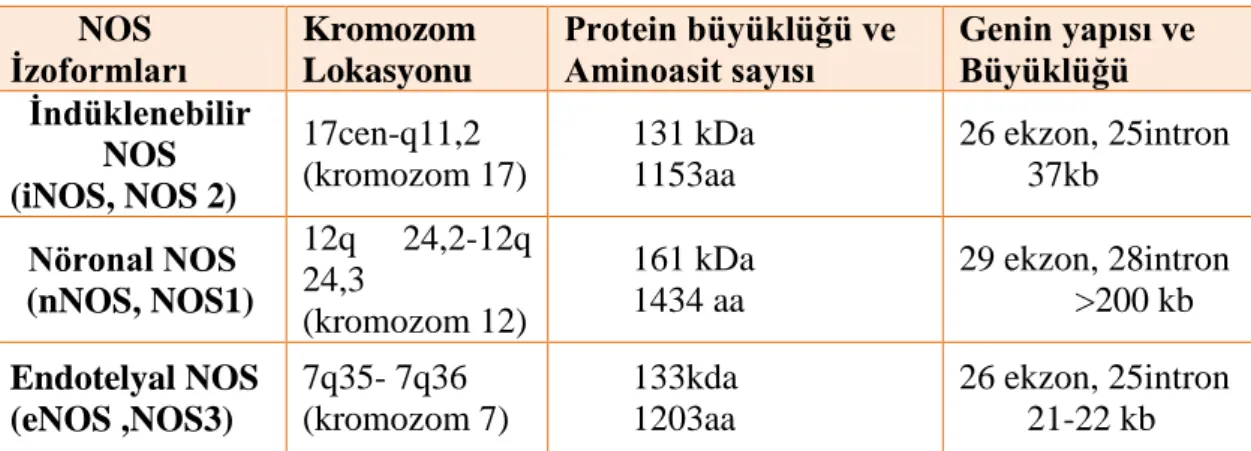 Tablo 2.1. NOS izoformları (155) 
