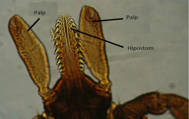 ġekil 2.12. Ixodes sp. Kapitulum bölgesindeki bir çift palp ve hipostom (Anonim 11) 