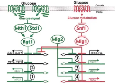 Şekil  2.2.  Ana  glukoz  sinyal  yollarının  basitleştirilmiş  gösterimi.  Glukoz  indüksiyon  yolu yeşil, glukoz represyon yolu ise kırmızı olarak, iki sinyal yolunun nihai  hedefleri olan genler siyah olarak  gösterilmiştir