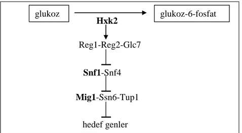 Şekil 2.3. Katabolit represyon mekanizmasinda rol alan kilit öğeler (Klein vd 1998). 
