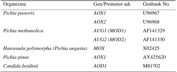 Çizelge  2.1.  Metilotrofik  mayalarda  AOX  proteinini  kodlayan  genler  ve  promotorları  (Ozimek vd 2005) 