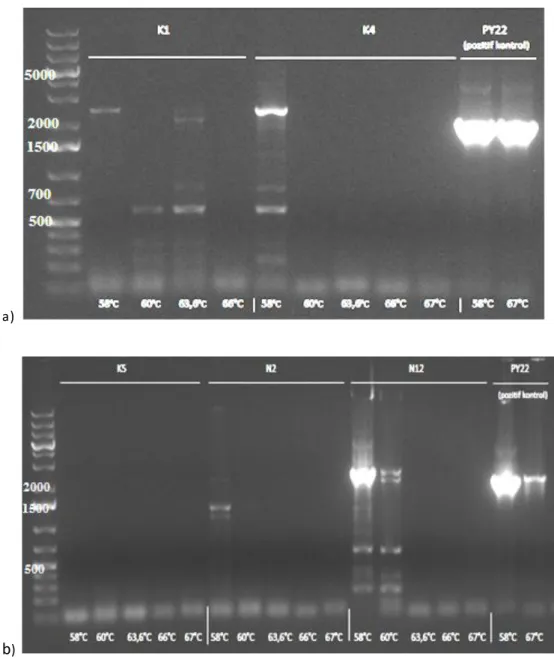 Şekil  4.4.  a)  K1  ve  K4  b)  K5,  N2  ve  N12  izolatları  ile  WGF1-WGR1  primerleri  kullanılarak  yapılan  PZR  ile  elde  edilen  ürünlerin  agaroz  jel  elektroforez  görüntüsü 