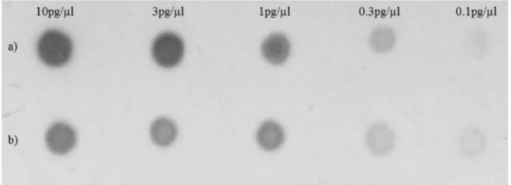 Şekil 4.5.    PY22 pullulanaz geninin iç bölgesinden elde edilen probun etkinliğinin  ölçülmesi a) DIG etiketli DNA standardı b) PY22 probu 