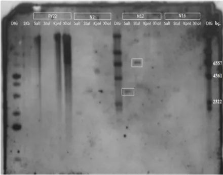 Şekil 4.6. PY22, N2, N12, N16 genomik DNA’larının Southern blot-DIG etiketleme  sonucu X- ışını film görüntüsü 