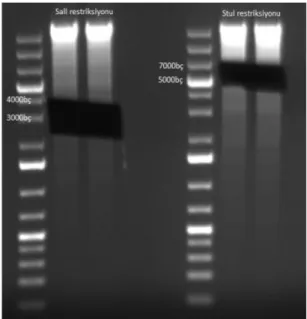 Şekil 4.7. N12 genomik DNA’sının SalI ve StuI kesimi sonrası yürütülen jelden  ekstraksiyon için gerekli bölgeler alındıktan sonra çekilen görüntü 