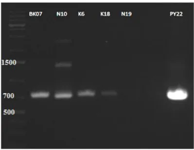 Şekil  4.11.  2F-4R  primerleri  kullanılarak  BK07,  N10,  K6,  K18  ve  N19  genomik  DNA’ları  ile  yapılan  PZR  ile  elde  edilen  ürünlerin  agaroz  jel  görüntüsü