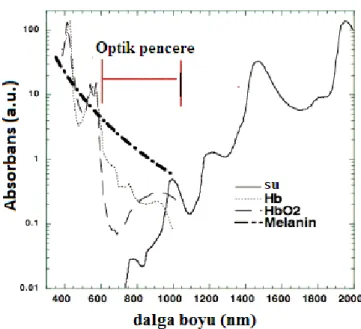 Şekil 1.1. Dokuda bulunan, su, hemoglobin (Hb), oksihemoglobin (HbO 2 ) ve melaninin    absorbans spektrumu ve optik pencere aralığı 