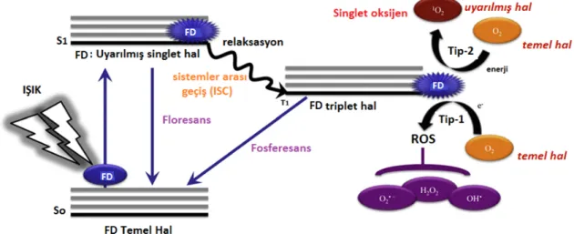 Şekil 1.2. Basitleştirilmiş Jablonski çizimi. S o  ve S 1  molekülün singlet elektronik   halleri, T 1  molekülün triplet hali 