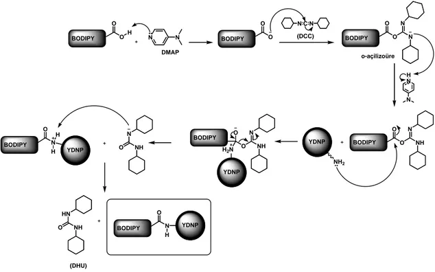 Şekil 2.1. Karboksilik asit fonksiyonel grubuna sahip BODIPY türevleri ile PEI  kaplıYDNP’lerin DCC/DMAP varlığındaki reaksiyonun mekanizması 