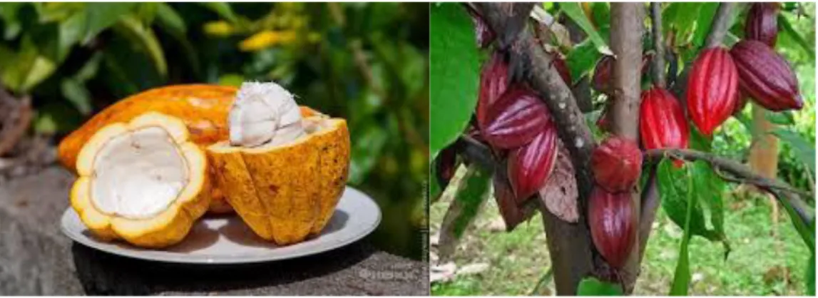 Şekil 2. 1.   Kakao meyvesi ve bitkisi (Anonim, 2016) 