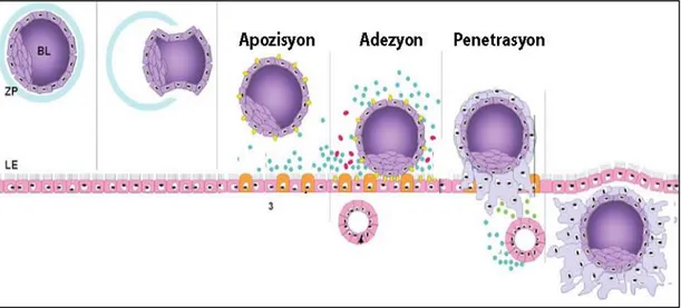 Şekil 2.8. İnsana ait embriyonun implantasyon aşamaları (Fitzgerald ve ark. 2008).  BL: blastosist, ZP: zona  pelusida, LE: lümen epiteli