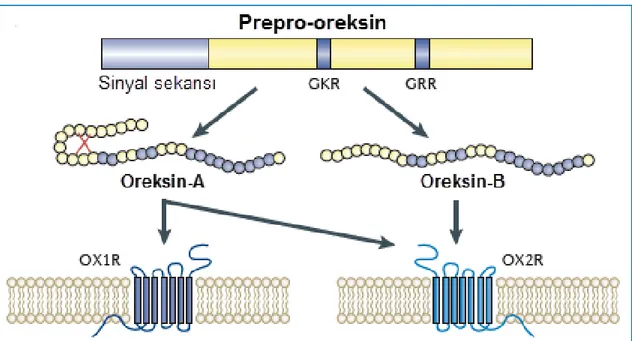 ġekil 2.1. OXA ve OXB’nin amino asit dizilimi (Sakurai 2014). 