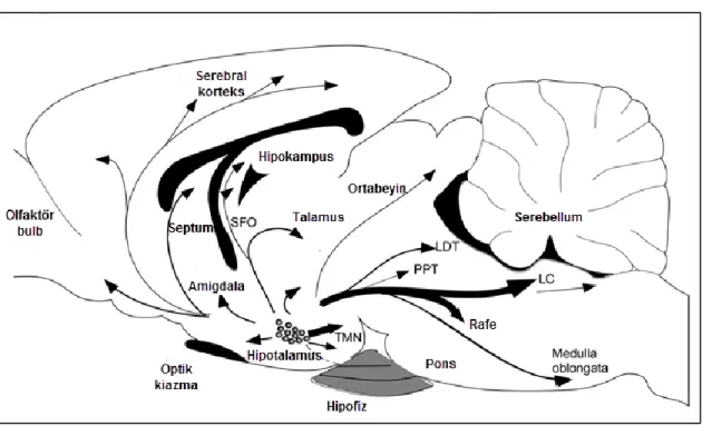 ġekil 2.3. Oreksinerjik sinir liflerinin beyindeki projeksiyonları (Tsujino ve Sakurai 2013)