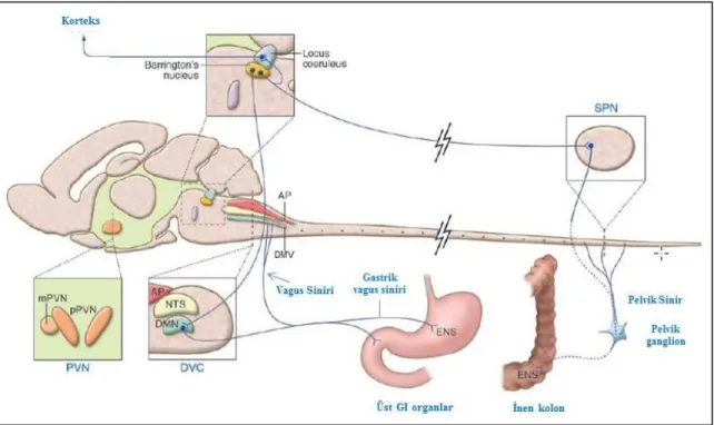 ġekil 2.7. Mide ve kolonik motor fonksiyonların sinirsel kontrolü. DVC: dorsal vagal kompleks; DMV: 