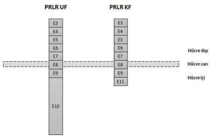 Şekil 2.1.  Prolaktin reseptörü uzun (UF) ve kısa (KF) formlarının şematize görüntüsü