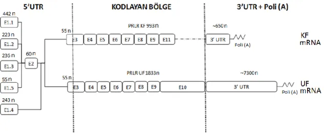 Şekil 2.7.  Sıçan PRLR mRNA'larının yapısal özellikleri. 